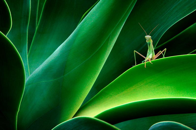 Mantis on cactus