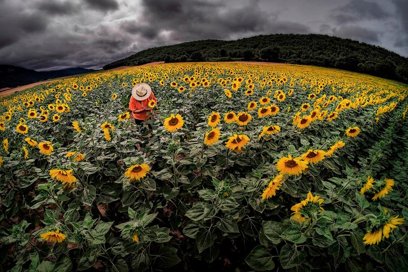 Campo de girasoles