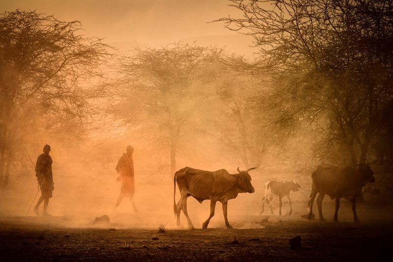 Retour vers le kraal