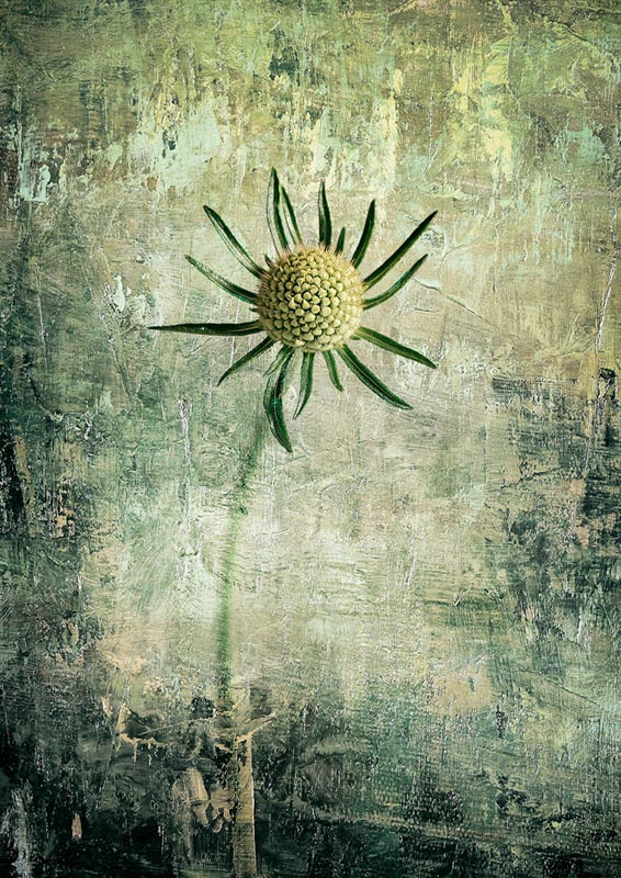 Céphalaire de alpes