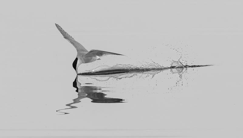 Tern skimming water