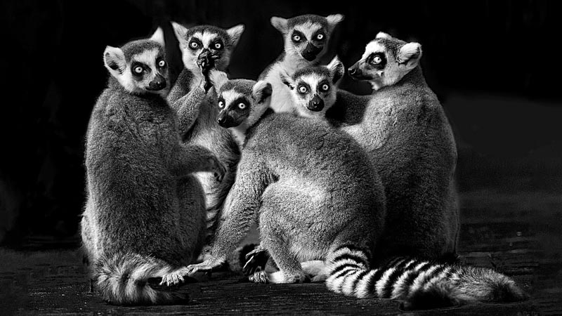 The photograph of family