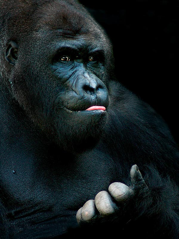 Gorila