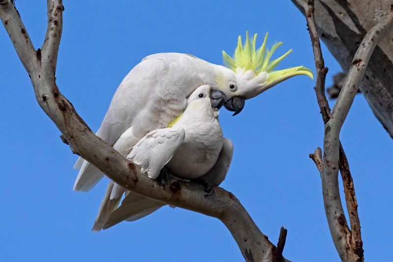 Mating cockatoos