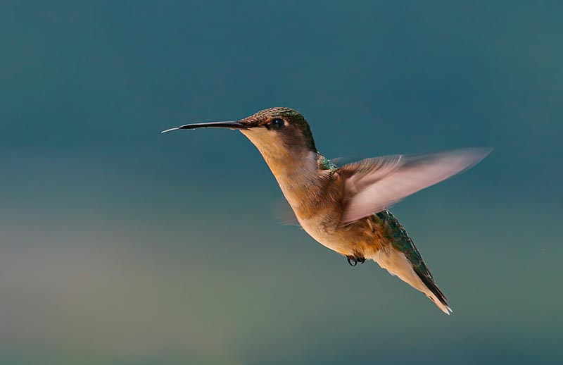 Hummingbird