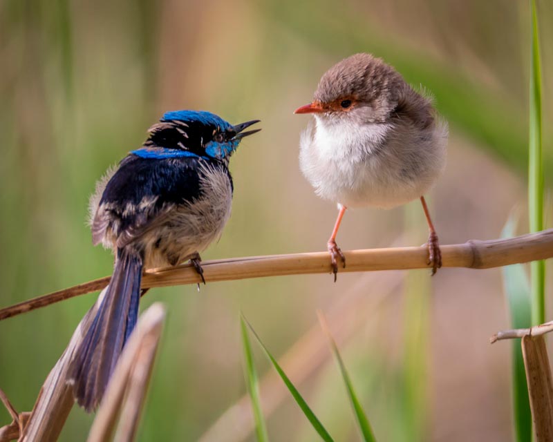 Blue wren conversation
