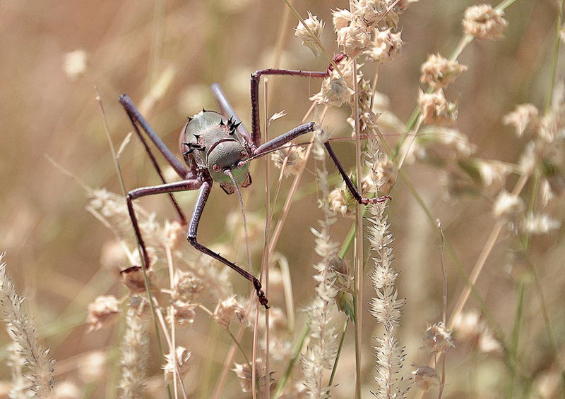 Acanthoplus longipes