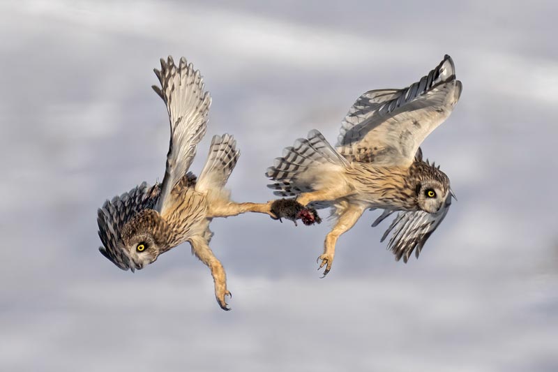 Short eared owl fighting for vole