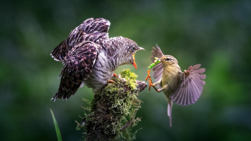 Brown-bellied warbler raises young