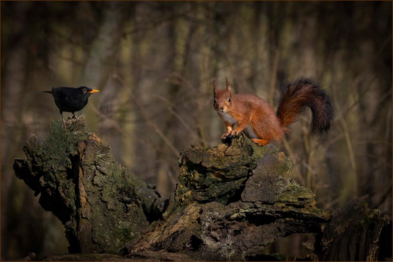 L'écureuil et le merle