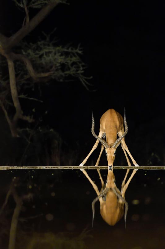 Impala by night