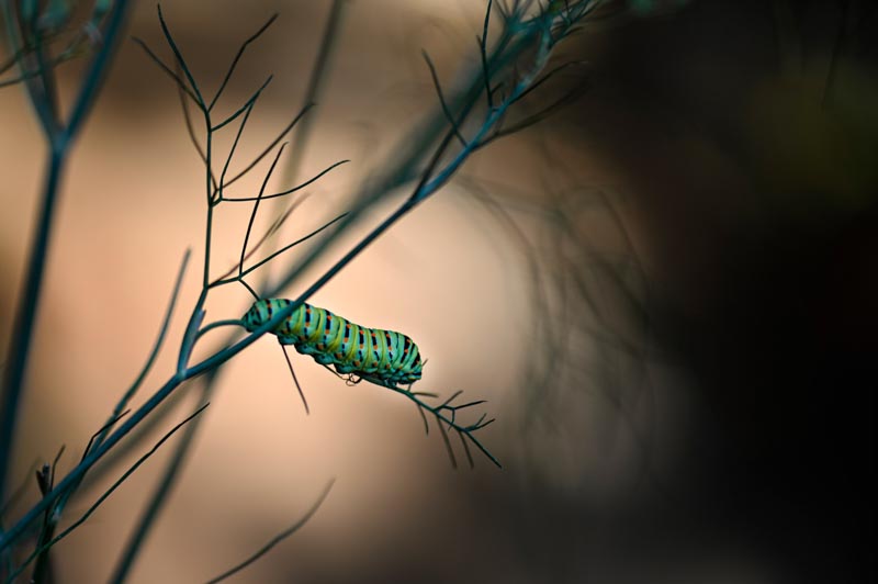 Dans le fenouil enchante_