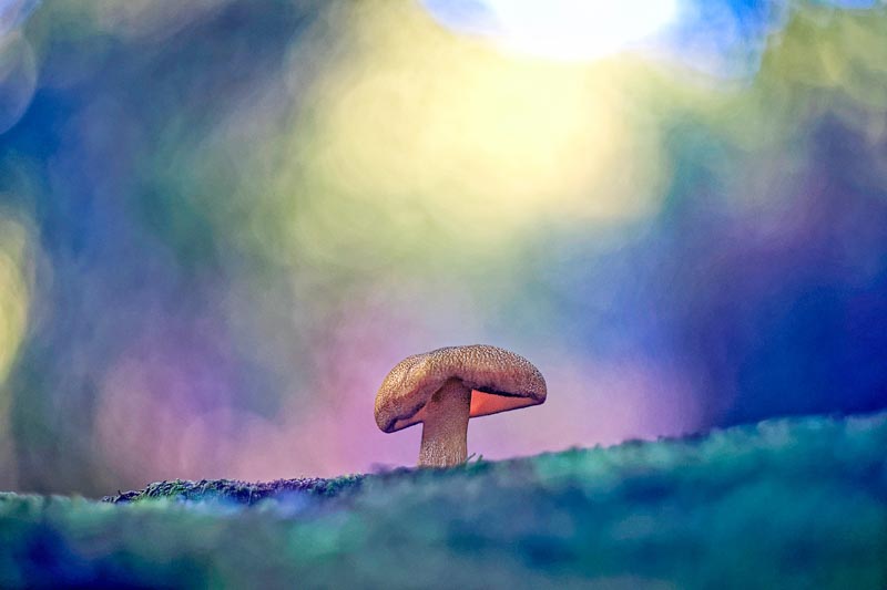 Champignon hallucinogène