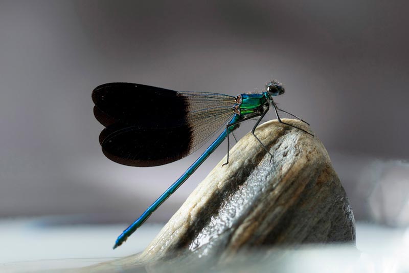 Calopteryx-splendens