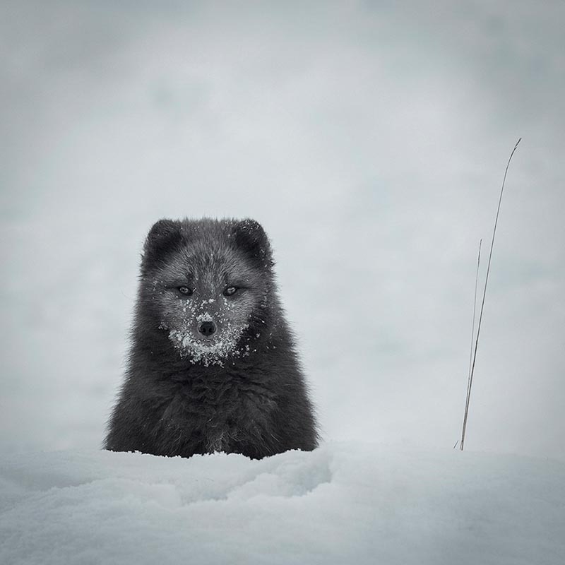 Foraging icelandic fox