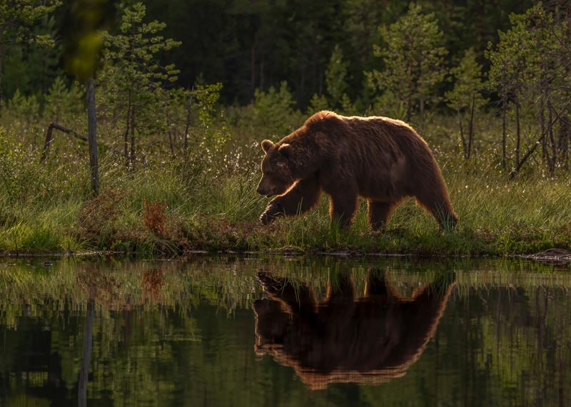 Brown bear strolling