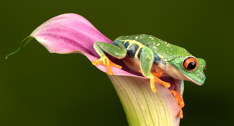 Pink calla lilly frog
