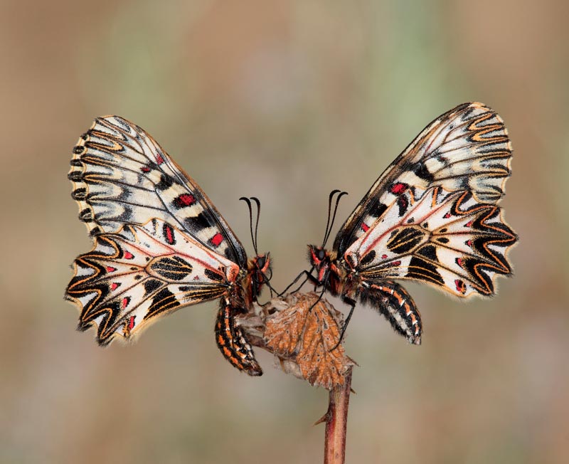 Festoon pair on bramble