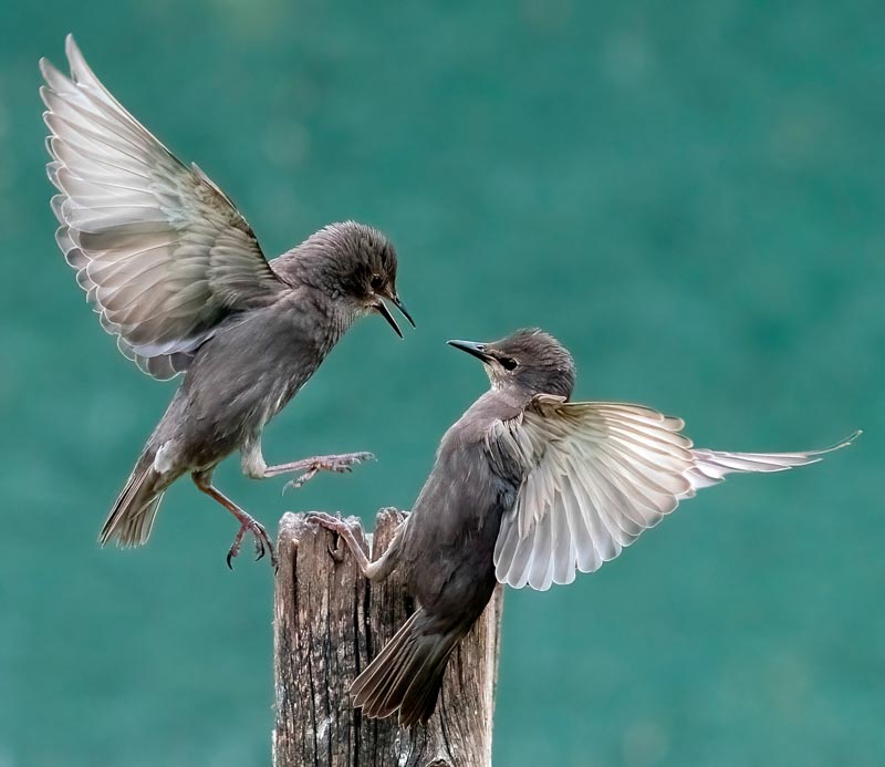 Juvenile starlings confrontation aw