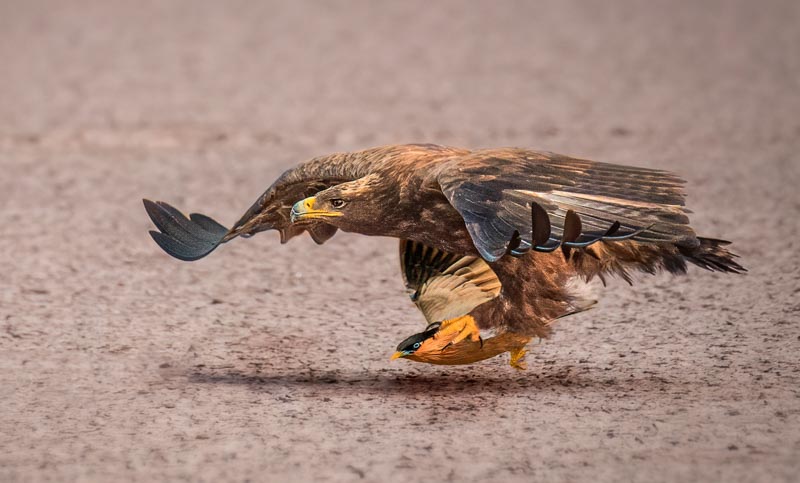 Don't you dare to fly