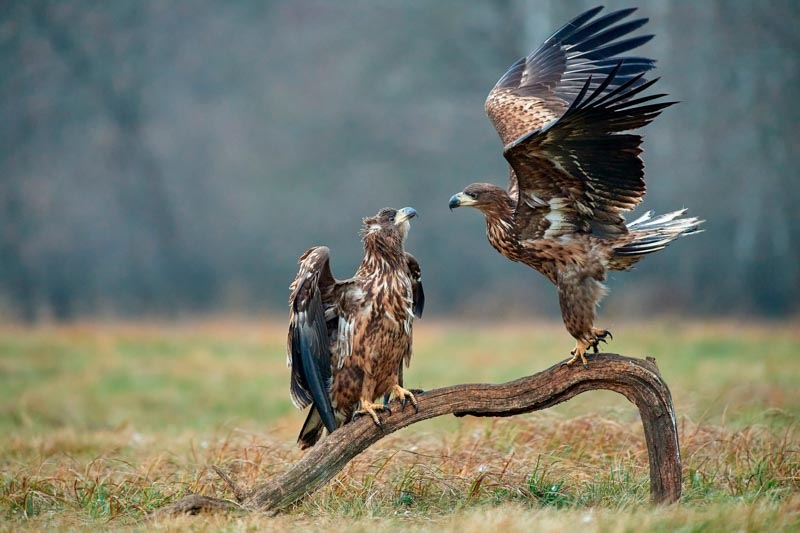 White tailed eagle 6