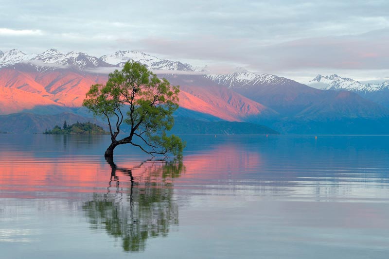 Wanaka tree