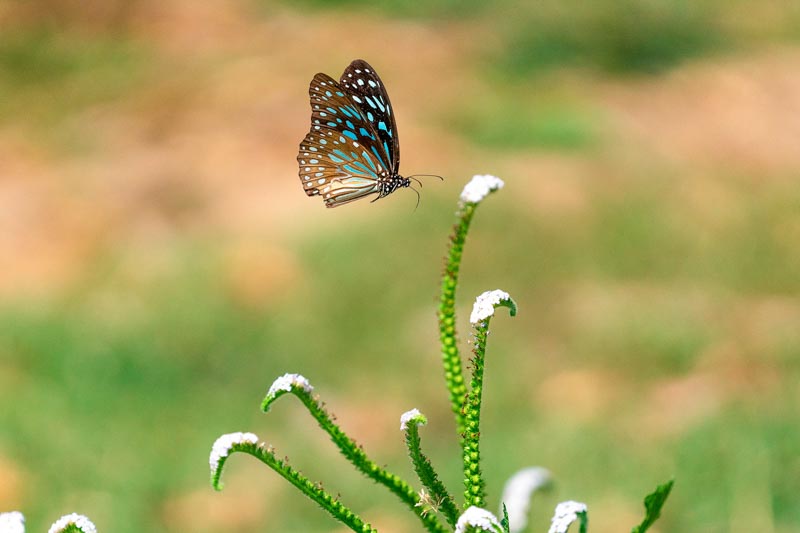 Flying blue butterfly