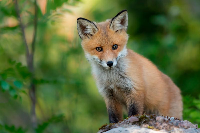 Young fox