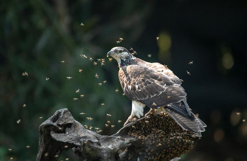 Oriental honey buzzard 14