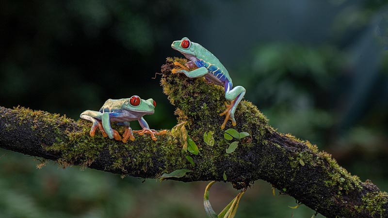Pair of red-eyed tree frogs