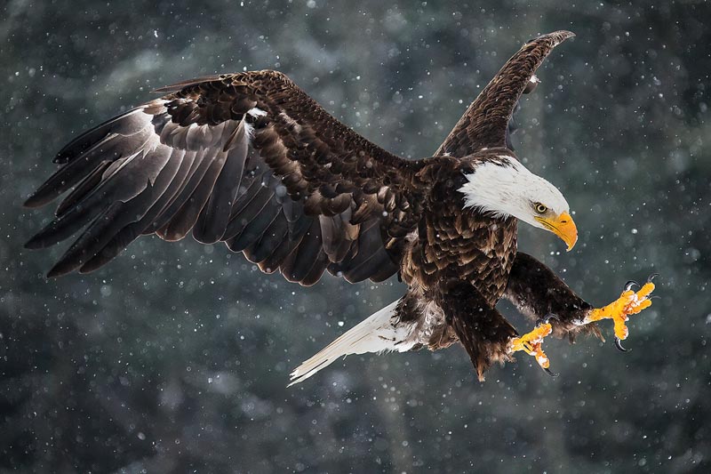 Bald eagle in snowy storm