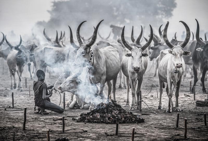 Life in a mundari cattle camp-south