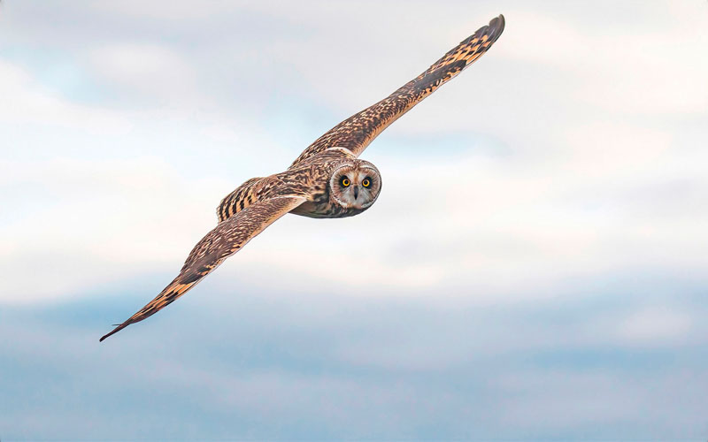 Shorteared owl stare