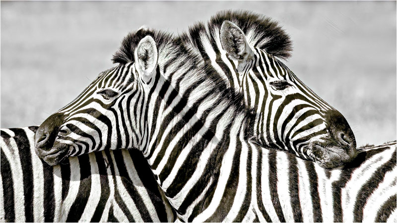 Zebra love