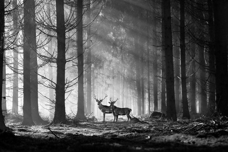 Morning glow on xinganling