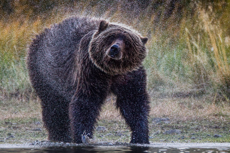 Grizzly shake