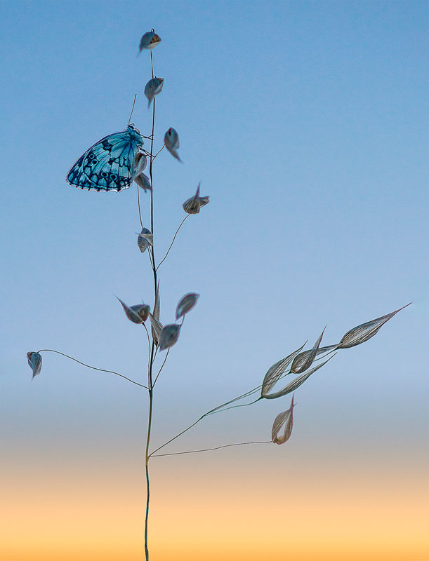 Papillon au crépuscule