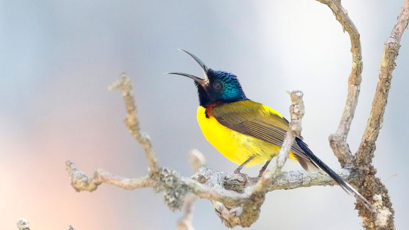 Sunbird on perch