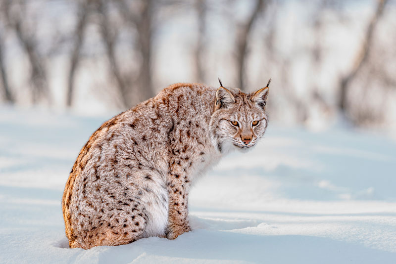 Doubtful lynx