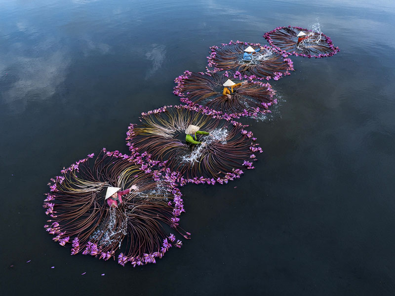 Working on water lily 0002