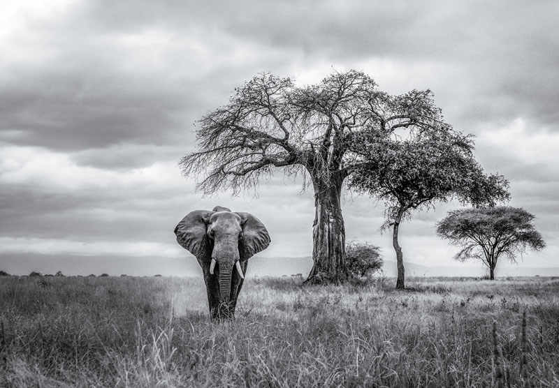 Alone on the grassland