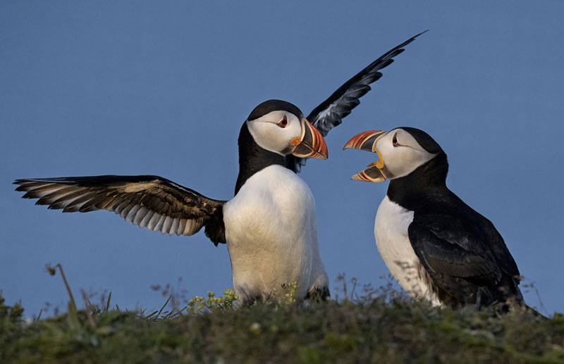Two puffin