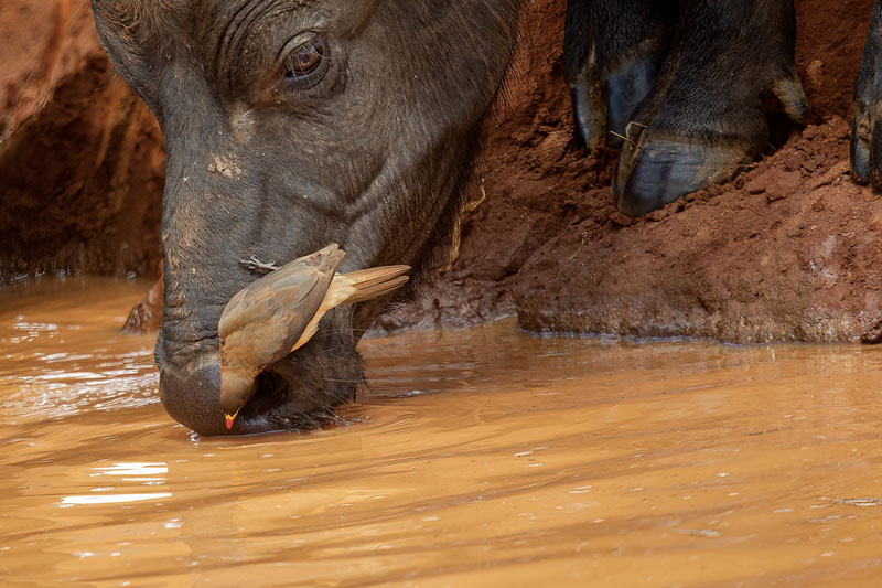 Buffalo and oxpecker drinking