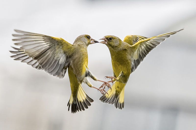 Querelle-daniel hagenmuller