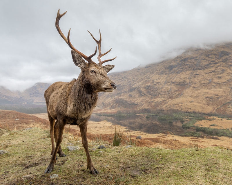 Red deer in the highlands
