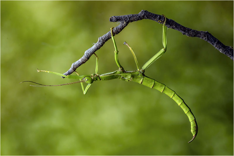 Yet another stick insect