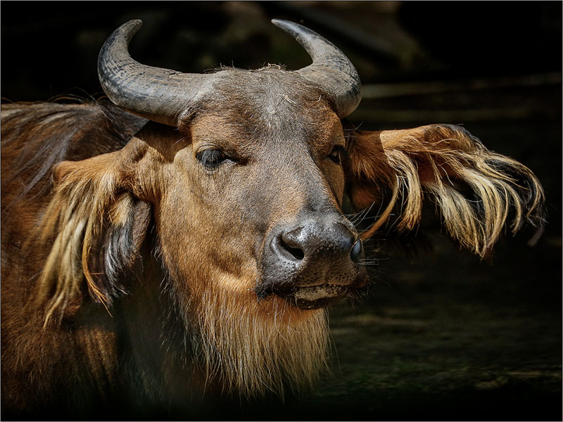 Congo buffalo