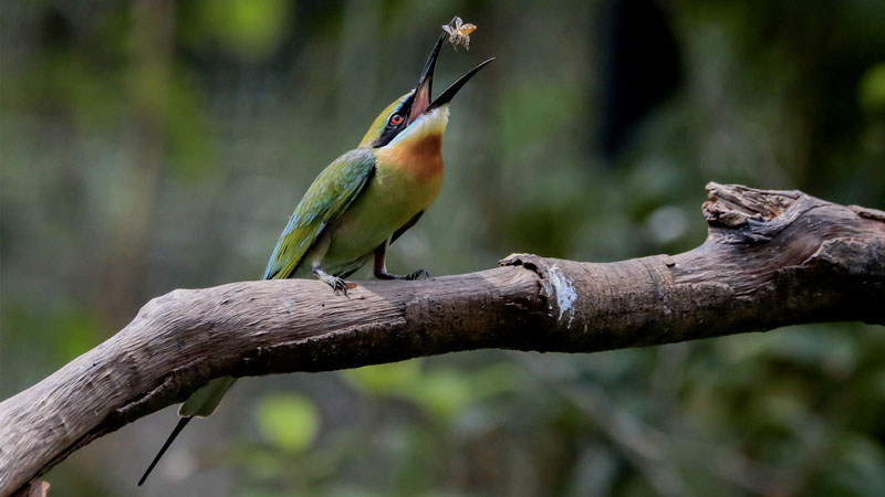 Blue tailed bee eater 01