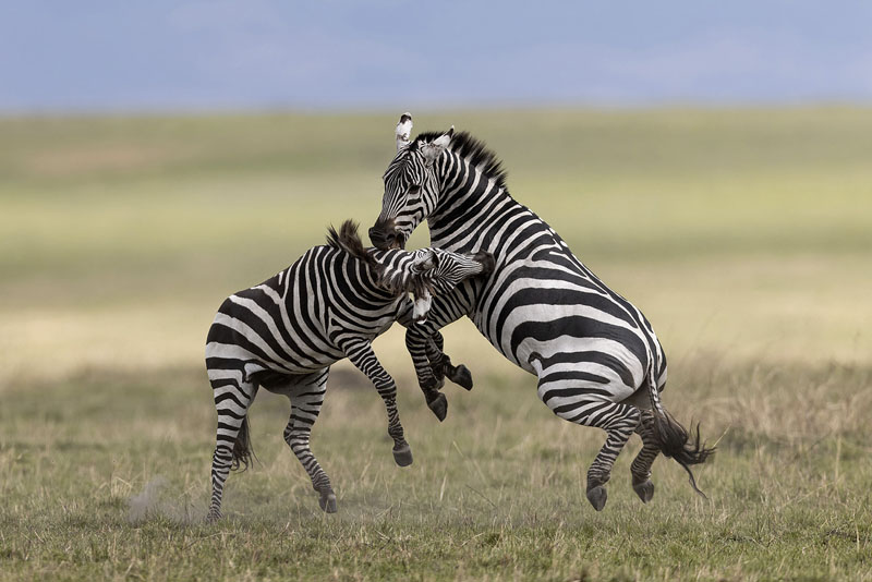 Fighting zebra